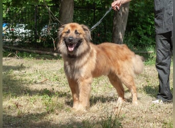 ENEY Treue Seele (Ukraine)