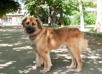 ENEY Treue Seele (Ukraine)