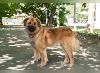 ENEY Treue Seele (Ukraine)