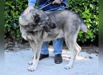 Margherito - Das gestohlene Leben