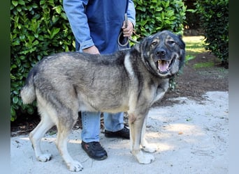 Margherito - Das gestohlene Leben