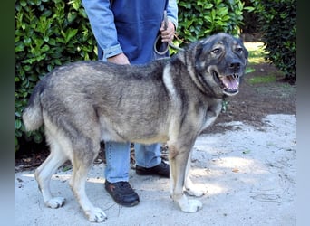 Margherito - Das gestohlene Leben