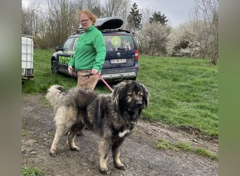 Ural, Kaukase sucht ländliche Umgebung