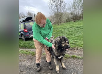 Ural, Kaukase sucht ländliche Umgebung