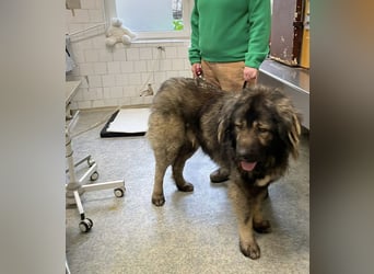 Ural, Kaukase sucht ländliche Umgebung