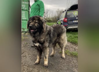 Ural, Kaukase sucht ländliche Umgebung