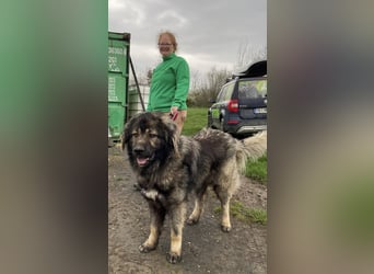 Ural, Kaukase sucht ländliche Umgebung