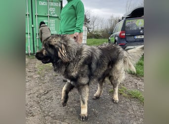 Ural, Kaukase sucht ländliche Umgebung