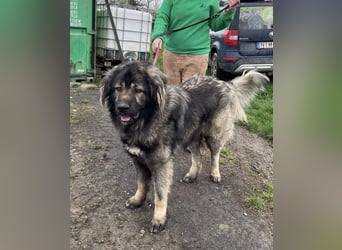 Ural, Kaukase sucht ländliche Umgebung