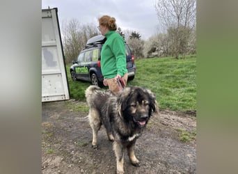 Ural, Kaukase sucht ländliche Umgebung