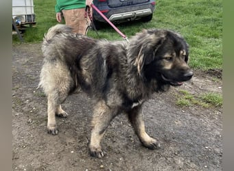 Ural, Kaukase sucht ländliche Umgebung