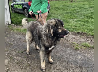 Ural, Kaukase sucht ländliche Umgebung