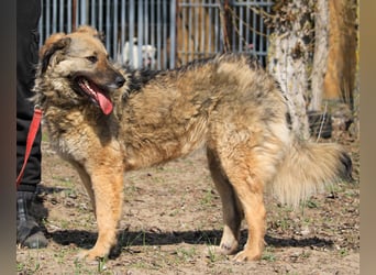Zserbo sucht Landhaus!
