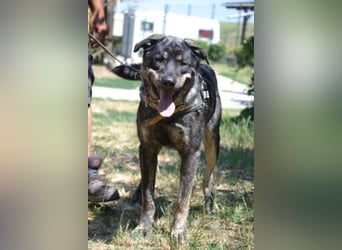 Preston lag erschöpft am Straßenrand Preston lag erschöpft am Straßenrand