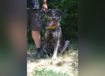 Preston lag erschöpft am Straßenrand Preston lag erschöpft am Straßenrand