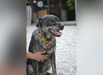 Preston lag erschöpft am Straßenrand Preston lag erschöpft am Straßenrand