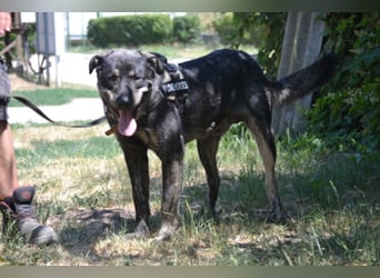 Preston lag erschöpft am Straßenrand Preston lag erschöpft am Straßenrand