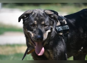 Preston lag erschöpft am Straßenrand Preston lag erschöpft am Straßenrand