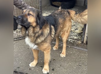 JEGOR - KAUKASEN-RÜDE SUCHT FAMILIE