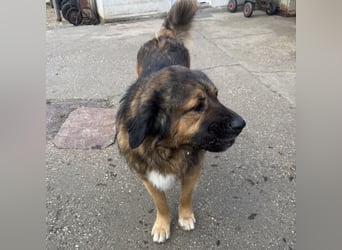 JEGOR - KAUKASEN-RÜDE SUCHT FAMILIE