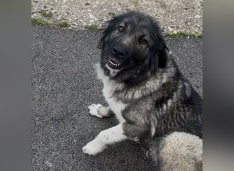 IRINA - HERDENSCHUTZHUND