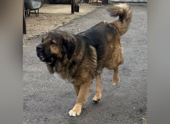 JEGOR - KAUKASEN-RÜDE SUCHT FAMILIE