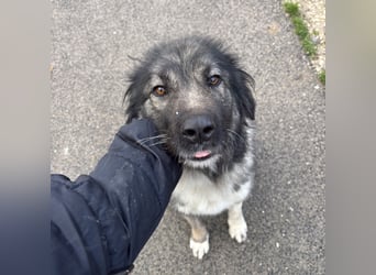 IRINA - HERDENSCHUTZHUND