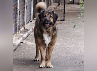 JEGOR - KAUKASEN-RÜDE SUCHT FAMILIE