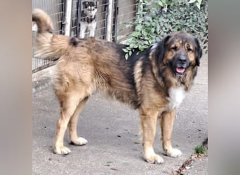 JEGOR - KAUKASEN-RÜDE SUCHT FAMILIE