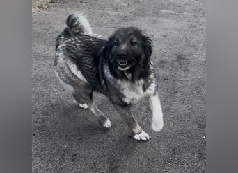 IRINA - HERDENSCHUTZHUND