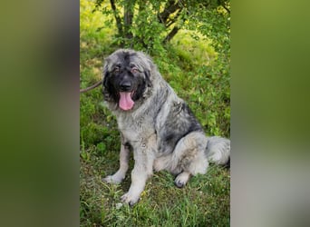 BUTZ - der tolle Typ sucht ein rasseerfahrenes Zuhause!