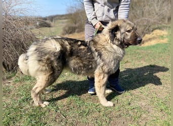 Schöne und sehr freundliche, gut sozialisierte Owtscharka Hündin, 2Jahre, kastriert