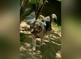 Schöne und sehr freundliche, gut sozialisierte Owtscharka Hündin, 2Jahre, kastriert