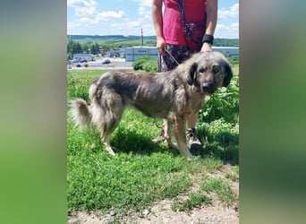 Schöne und sehr freundliche, gut sozialisierte Owtscharka Hündin, 2Jahre, kastriert