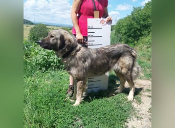 Schöne und sehr freundliche, gut sozialisierte Owtscharka Hündin, 2Jahre, kastriert