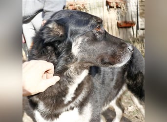 Jázmin, kaukasischer Schäferhund-Mix mit großem Herz, ca. 2,5 Jahre, ca. 69 cm, ca. 40 kg