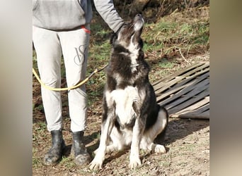Jázmin, kaukasischer Schäferhund-Mix mit großem Herz, ca. 2,5 Jahre, ca. 69 cm, ca. 40 kg