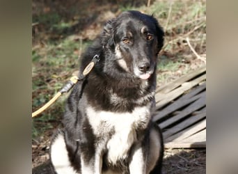 Jázmin, kaukasischer Schäferhund-Mix mit großem Herz, ca. 2,5 Jahre, ca. 69 cm, ca. 40 kg