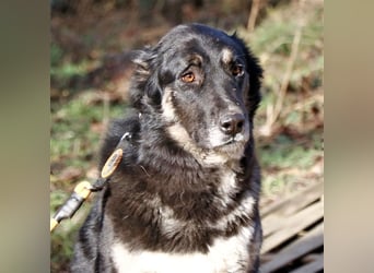 Jázmin, kaukasischer Schäferhund-Mix mit großem Herz, ca. 2,5 Jahre, ca. 69 cm, ca. 40 kg