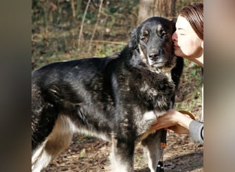 Jázmin, kaukasischer Schäferhund-Mix mit großem Herz, ca. 2,5 Jahre, ca. 69 cm, ca. 40 kg
