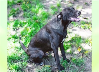 Cloé, eigenständige Schäferhundmixdame, ca. 1 Jahr, ca. 49 cm, ca. 18 kg