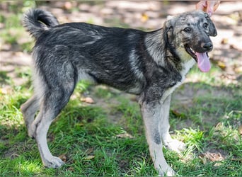 Cloé, eigenständige Schäferhundmixdame, ca. 1 Jahr, ca. 49 cm, ca. 18 kg