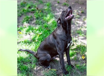 Cloé, eigenständige Schäferhundmixdame, ca. 1 Jahr, ca. 49 cm, ca. 18 kg