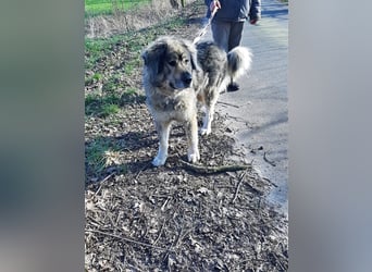 Maja - freundliche Hündin - Besitzer wurde krank