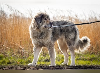 Maja - freundliche Hündin - Besitzer wurde krank