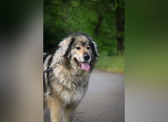 Maja - freundliche Hündin - Besitzer wurde krank