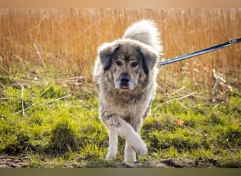 Maja - freundliche Hündin - Besitzer wurde krank