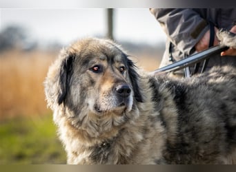 Maja - freundliche Hündin - Besitzer wurde krank