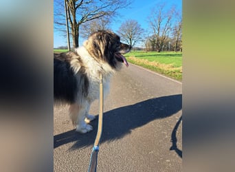 Kaukasischer Owtscharka Senior auf der Suche nach Paten