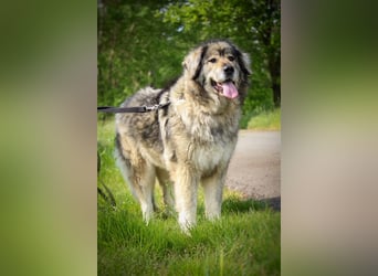 Maja - freundliche Hündin - Besitzer wurde krank